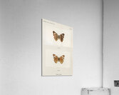 Buckeye Junonia Coenia from Moths and butterflies of the United States 1900 by Sherman F. Denton 1856-1937.  Acrylic Print