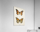 Monarch Butterfly Danais Archippus from Moths and butterflies of the United States 1900 by Sherman F. Denton 1856-1937.  Impression acrylique