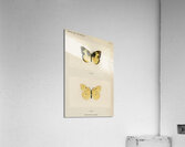 Southern Dogface Meganostoma Caesonia from Moths and butterflies of the United States 1900 by Sherman F. Denton 1856-1937.  Acrylic Print