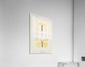 Aphrodite Fritillary Argynnis Aphrodite from Moths and butterflies of the United States 1900 by Sherman F. Denton 1856-1937.  Acrylic Print