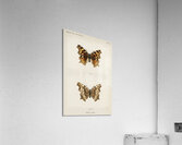 Compton Tortoiseshell Grapta J-Album from Moths and butterflies of the United States 1900 by Sherman F. Denton 1856-1937.  Acrylic Print