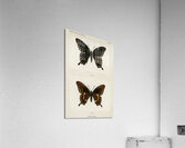 Spicebush Swallowtail Papilio Troilus from Moths and butterflies of the United States 1900 by Sherman F. Denton 1856-1937.  Acrylic Print