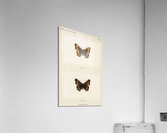 Fire-rim Tortoiseshell Vanessa Milberti from Moths and butterflies of the United States 1900 by Sherman F. Denton 1856-1937.  Acrylic Print