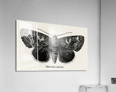 Epione Underwing Catocala epione from Moths and butterflies of the United States 1900 by Sherman F. Denton 1856-1937.  Acrylic Print