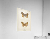 Great Spangled Fritillary Argynnis Cybele from Moths and butterflies of the United States 1900 by Sherman F. Denton 1856-1937.  Acrylic Print