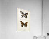 Black Swallowtail Papilio Asterias from Moths and butterflies of the United States 1900 by Sherman F. Denton 1856-1937.  Acrylic Print