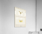 Small Cabbage White Pieris Rapae from Moths and butterflies of the United States 1900 by Sherman F. Denton 1856-1937.  Acrylic Print