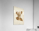 Polyphemus Moth Telea Polyphemus from Moths and Butterflies of the United States 1900 by Sherman F. Denton 1856-1937.  Acrylic Print