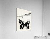 Metamorphosis of Papilio Butterfly from Moths and butterflies of the United States 1900 by Sherman F. Denton 1856-1937.  Acrylic Print