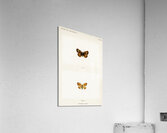 Pearl Crescent Phyciodes Tharos from Moths and butterflies of the United States 1900 by Sherman F. Denton 1856-1937.  Acrylic Print