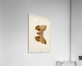 Polyphemus Moth Telea Polyphemus from Moths and Butterflies of the United States 1900 by Sherman F. Denton 1856-1937.  Acrylic Print