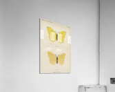 Angled Sulphur Gonepteryx Maerula from Moths and butterflies of the United States 1900 by Sherman F. Denton 1856-1937.  Acrylic Print