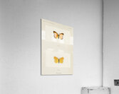 Sleepy Orange Terias Nicippe from Moths and butterflies of the United States 1900 by Sherman F. Denton 1856-1937.  Acrylic Print