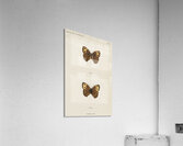 Wood-nymph Satyrus Alope from Moths and butterflies of the United States 1900 by Sherman F. Denton 1856-1937.  Acrylic Print