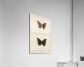 Mourning Cloak Vanessa Antiopa from Moths and butterflies of the United States 1900 by Sherman F. Denton 1856-1937.  Acrylic Print