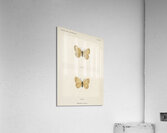 Eyed Brown Butterfly Neonympha Canthus from Moths and Butterflies of the United States 1900 by Sherman F. Denton 1856-1937.  Acrylic Print