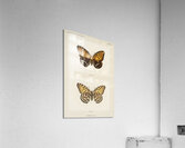 Regal Fritillary Argynnis Idalia from Moths and butterflies of the United States 1900 by Sherman F. Denton 1856-1937.  Acrylic Print
