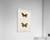 Atlantis Fritillary Argynnis Atlantis from Moths and butterflies of the United States 1900 by Sherman F. Denton 1856-1937.  Acrylic Print