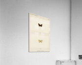 Giant Swallowtail Papilio Cresphontes from Moths and butterflies of the United States 1900 by Sherman F. Denton 1856-1937.  Acrylic Print