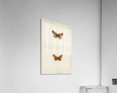 Meadow Fritillary Argynnis Bellona from Moths and butterflies of the United States 1900 by Sherman F. Denton 1856-1937.  Acrylic Print