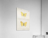 Cloudless Sulphur Callidryas Eubule from Moths and butterflies of the United States 1900 by Sherman F. Denton 1856-1937.  Acrylic Print