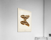 Ailanthus Silkmoth Attacus Cynthia from Moths and Butterflies of the United States 1900 by Sherman F. Denton 1856-1937.  Acrylic Print