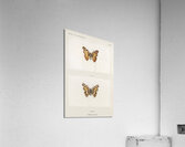 Pyrameis Huntera Brazilian painted lady from Moths and butterflies of the United States 1900 by Sherman F. Denton 1856-1937.  Acrylic Print