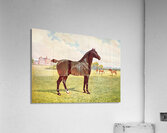 Dual Champion Pony Stallion Berkeley Model After Penry Powell Palfrey English 1830 - 1902 Acrylic Print