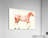 The Muscular System of the Horse Amedeo John Engel Terzi Italian 1872-1956 Acrylic Print