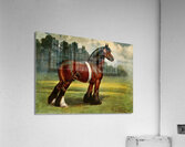 Shire Stallion Halstead Royal Duke John Hanson Walker Jr. English 1844-1933 Acrylic Print