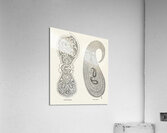 Indian design. 1888 edition Lornement Polychrome by Albert Racine 1825–1893. Acrylic Print