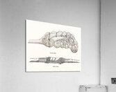 decorative motifs on weapons. 1888 edition Lornement Polychrome by Albert Racine 1825–1893. Acrylic Print