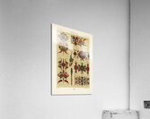 Middle-Ages pattern. 1888 edition Lornement Polychrome by Albert Racine 1825–1893. Acrylic Print