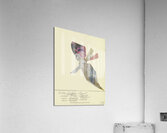 ‘Den falschen Engel …’ 1932  My Pictures Become Wilder and Wilder By John Elsas Acrylic Print