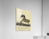 Ungesattelt ist ein Pferd … 1932  My Pictures Become Wilder and Wilder By John Elsas Acrylic Print