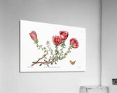 Dr. Gillies purslane from Edwards Botanical Register 1829-1847  by Sydenham Edwards John Lindley and James Ridgway. Acrylic Print