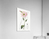 Mr. Dicksons echinacea from Edwards Botanical Register 1829-1847  by Sydenham Edwards John Lindley and James Ridgway. Acrylic Print