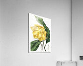 De Candolles talaum tree from Edwards Botanical Register 1829-1847  by Sydenham Edwards John Lindley and James Ridgway. Acrylic Print