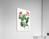 The north-west honeysuckle from Edwards Botanical Register 1829-1847  by Sydenham Edwards John Lindley and James Ridgway. Acrylic Print