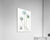 Blue leek from Edwards Botanical Register 1829-1847  by Sydenham Edwards John Lindley and James Ridgway. Acrylic Print