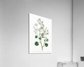 Dalmatian wall campanula flower from Edwards Botanical Register 1829-1847  by Sydenham Edwards John Lindley and James Ridgway. Impression acrylique