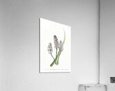 Meadow squill from Edwards Botanical Register 1829-1847  by Sydenham Edwards John Lindley and James Ridgway. Acrylic Print