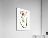 atiny calochortus from Edwards Botanical Register 1829-1847  by Sydenham Edwards John Lindley and James Ridgway. Acrylic Print