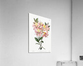 Changeable pontic azalea from Edwards Botanical Register 1829-1847  by Sydenham Edwards John Lindley and James Ridgway. Acrylic Print