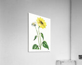 Trumpet stalked sunflower from Edwards Botanical Register 1829-1847  by Sydenham Edwards John Lindley and James Ridgway. Acrylic Print
