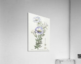 Sky blue alona from Edwards Botanical Register 1829-1847  by Sydenham Edwards John Lindley and James Ridgway. Acrylic Print