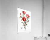 Portulaca splendens from Edwards Botanical Register 1829-1847  by Sydenham Edwards John Lindley and James Ridgway. Acrylic Print