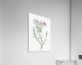 Shewy phlox from Edwards Botanical Register 1829-1847  by Sydenham Edwards John Lindley and James Ridgway. Acrylic Print