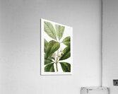 Large-leaved tristania from Edwards Botanical Register 1829-1847  by Sydenham Edwards John Lindley and James Ridgway. Acrylic Print