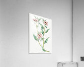 Long Branched Enothera from Edwards Botanical Register 1829-1847  by Sydenham Edwards John Lindley and James Ridgway. Acrylic Print